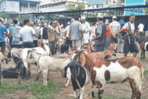 खसी बजारमा पनि बिचौलिया नै हाबी, किसानले पाउने मूल्य प्रतिकिलो ३५० देखि ४५० रुपैयाँ, उपभोक्ता मूल्य प्रतिकिलो १३००