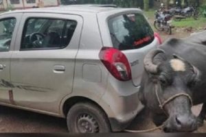 सरकारी कर्मचारीले घुस मागेपछि सेवाग्राहीले घरको भैसी लगेर कर्मचारीको गाडीमा बाँधिदिए !