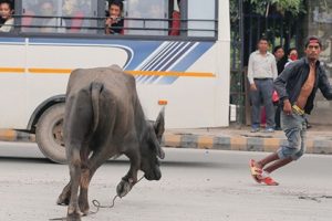 म:म बनाउन ल्याइएको राँगा फुत्केर स्वयम्भूमा बि’तण्डा मच्चाएपछि..