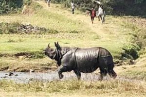 दुर्लभ एकसिङे गैँडाले तान्दैछ पर्यटक