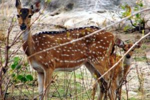 घरआँगनमै नाच्न थाले कस्तुरी