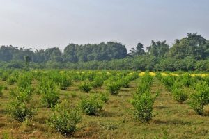 विराटनगरका तीन उद्योगीहरूले करोडौँको  लगानीमा  कृषि खेती सुरु