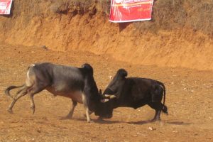 माघे संक्रान्तिको अवसरमा गोरु जुधाइ