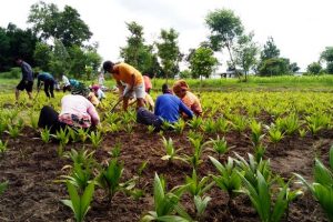 प्रधानमन्त्री रोजगार कार्यक्रम : माेरङकाे बेलबारीमा  ६ सय ५८ जनालाई रोजगारी