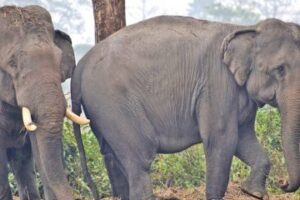 भारतबाट नेपाल घुम्न आएका भाले हात्ती कोसी टप्पुमा पोथी हात्तीसँग मायापिरती गाँस्दै