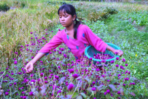 यस वर्षको तिहारमा मखमली फूलको मालाको मूल्य १ सयसम्म पर्ने
