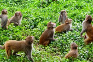 श्रीलङ्काले चीनलाई एक लाख बाँदर बेच्ने