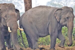 हात्तीको आक्रमणबाट कोशीमा १० जनाको मृत्यु, २५ घाइते