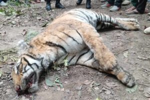 तीन महिनामा मरे तीन पाटेबाघ