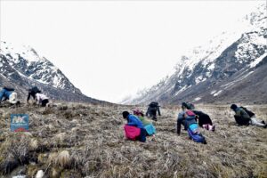यार्सा सङ्कलनमा गएका चार जनाको लेक लागेर मृत्यु