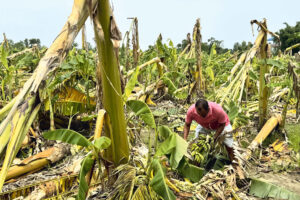 केरासँगै ढल्यो किसानका सपना