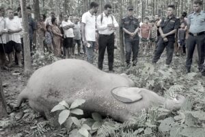 बेलबारीको निजी वनमा हात्ती मृत फेला