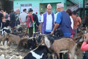 दसैं नजिकिए सँगै धरानकाे कृषि बजारमा खसी–बोकाको व्यापार बढ्यो