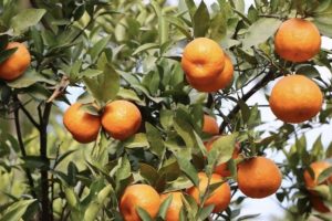 संखुसभामा ३४  करोडबढीको सुन्तला कारोबार