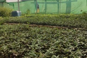 टिमुरका बिरुवा बिक्री गरेर वार्षिक दुई लाख आम्दानी