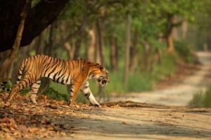 हेटौँडा उपमहानगरपालिमा बाघको बढ्दो आतंक