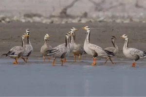 देशभर एकै साथ जलपंछी गणना गरिँदै