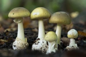 इलाममा विषाक्त च्याउ खाँदा २ जनाको मृत्यु