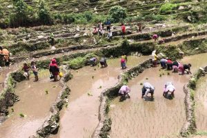 समयमा वर्षा नहुँदा कोशीमा घट्यो धान रोपाइँ