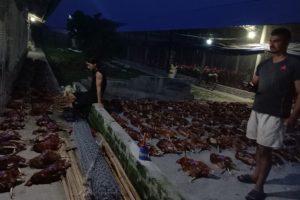 उर्लाबारीमा अत्यधिक गर्मीले फार्मका  कुखुरा मरे