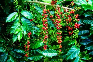 कोशी प्रदेशमा कफीखेती विस्तार हुँदै
