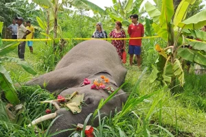 कोशीमा दुई दशकमा हात्तीको आक्रमणबाट ९७ जनाको ज्यान गयो, ४१ हात्तीको पनि मृत्यु