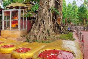 झापाको पाउ पाथिभरामा भेटीबाट एक करोड ४२ लाख सङ्कलन