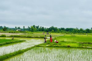 सिरहामा बल्ल सकिन लाग्यो यसवर्षको रोपाइँ