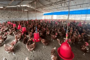 सीमावर्ती क्षेत्रमा बर्डफ्लु देखिएपछि नेपालमा सतर्कता