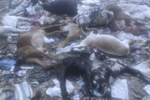 कानेपोखरीको वनमा १३ वटा बाख्रा मरेको अवस्थामा फेला