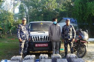 सुनसरीमा स्कारपियोबाट १५३ किलो गाँजा बरामद, चालक सहित पक्राउ