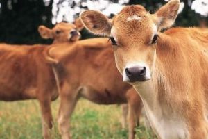 नेपालगन्जमा गाई राजनीति