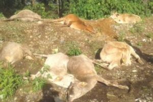 दैलेखमा मगाइएकै थिएन गाई