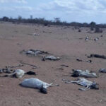खडेरीले केन्यामा २६ लाख १० हजार पशुचौपायाको मृत्यु