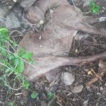 लेटाङमा हराएका ३० बाख्रामध्ये  १० मृत फेला, २० बिरामी अवस्थामा उद्धार