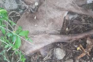 लेटाङमा हराएका ३० बाख्रामध्ये  १० मृत फेला, २० बिरामी अवस्थामा उद्धार