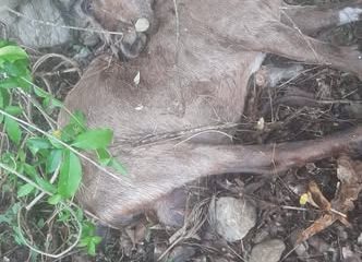 लेटाङमा हराएका ३० बाख्रामध्ये  १० मृत फेला, २० बिरामी अवस्थामा उद्धार