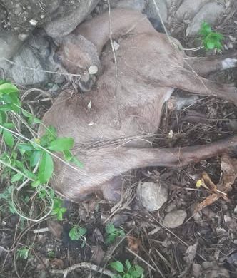 लेटाङमा हराएका ३० बाख्रामध्ये  १० मृत फेला, २० बिरामी अवस्थामा उद्धार