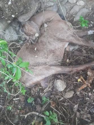 लेटाङमा हराएका ३० बाख्रामध्ये  १० मृत फेला, २० बिरामी अवस्थामा उद्धार