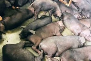 मोरङबाट भारततर्फ सुँगुरका पाठा तस्करी