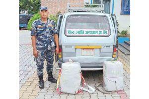 विराटनगरमा ६० किलो गाँजासहित भ्यान बरामद